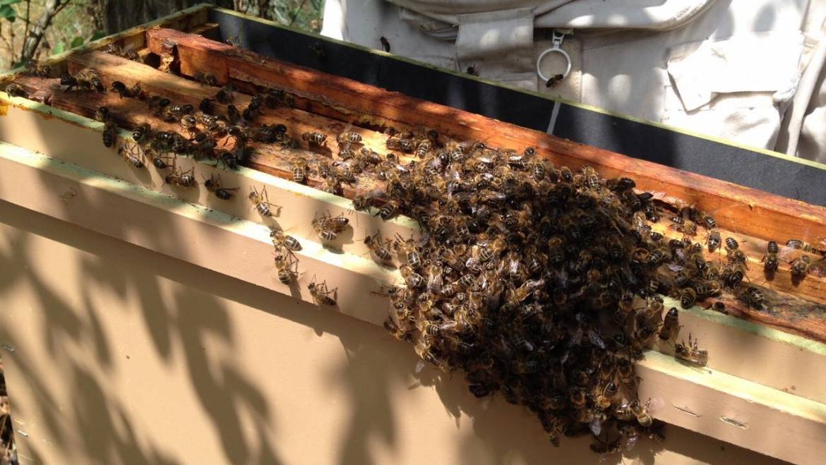 Comment récolte-on le miel ?