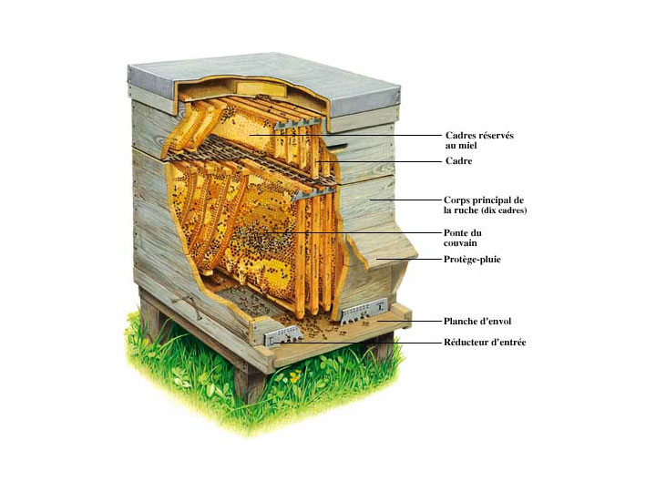 Apiculture détail d'une ruche