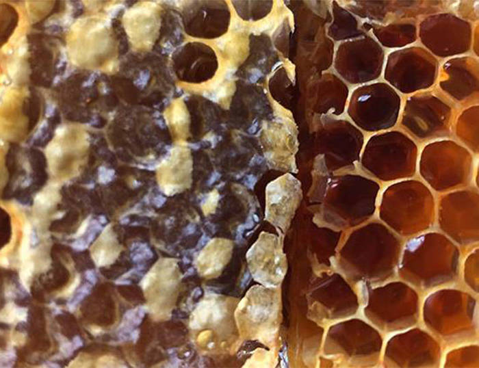 Alvéoles remplies de miel