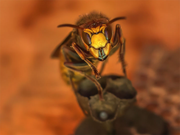 Les dangers pour la ruche
