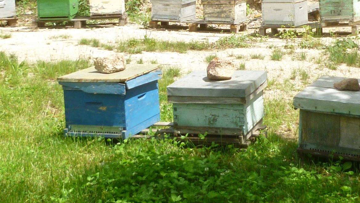 Le fonctionnement de la ruche